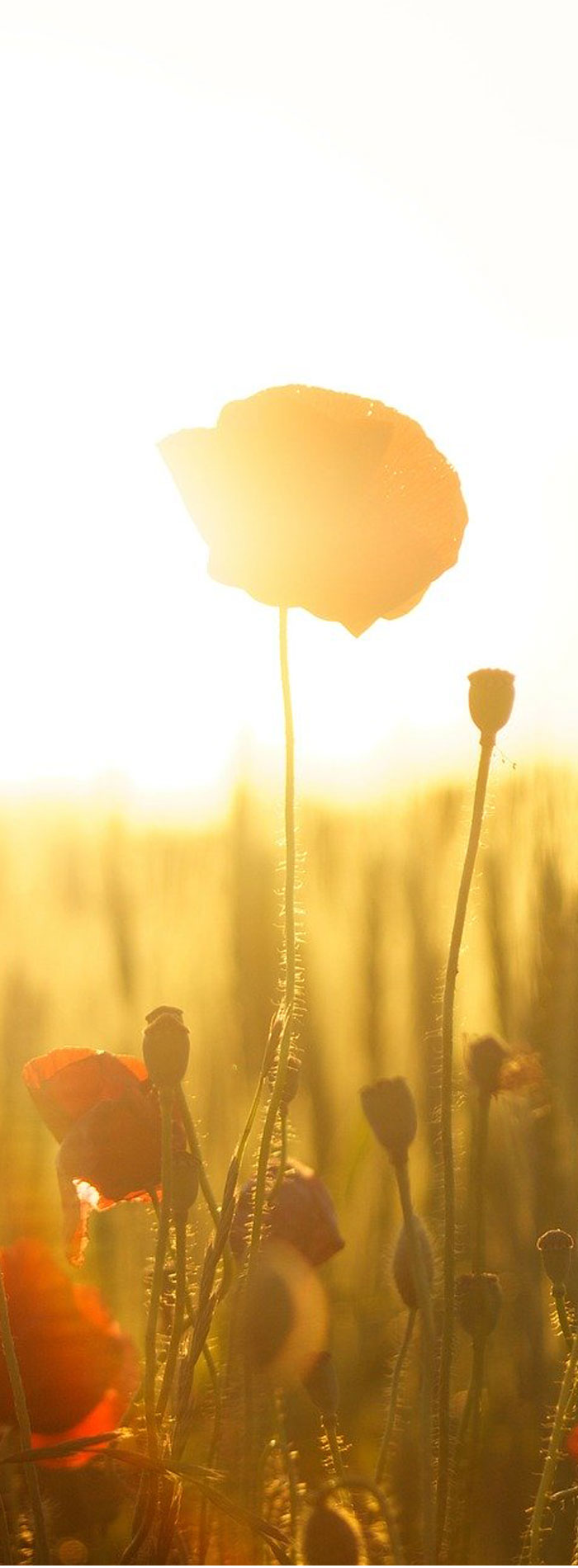 Unas flores de campo influidas por la energía solar fotovoltáica